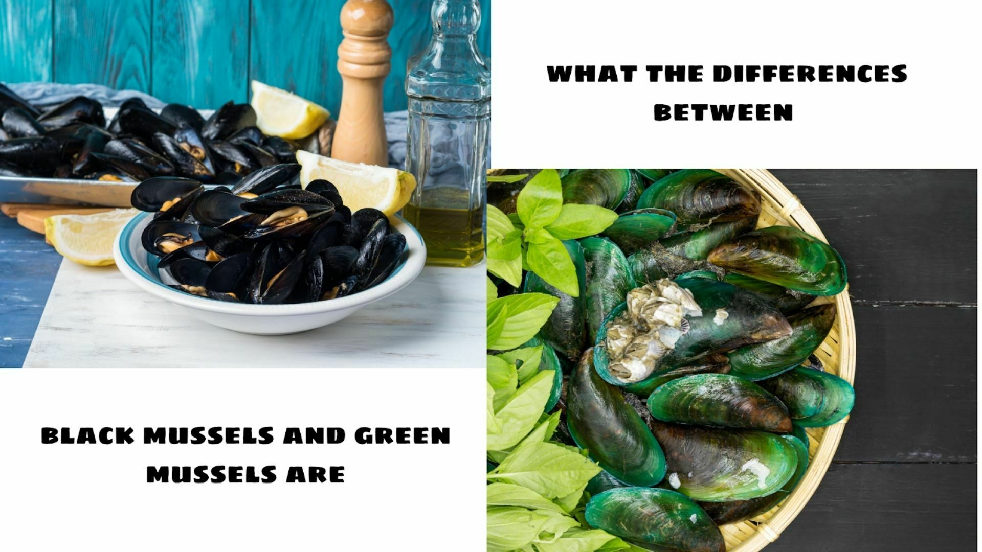 Black Mussels And Green Mussels