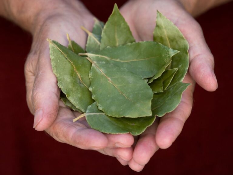 Can You Eat Bay Leaves