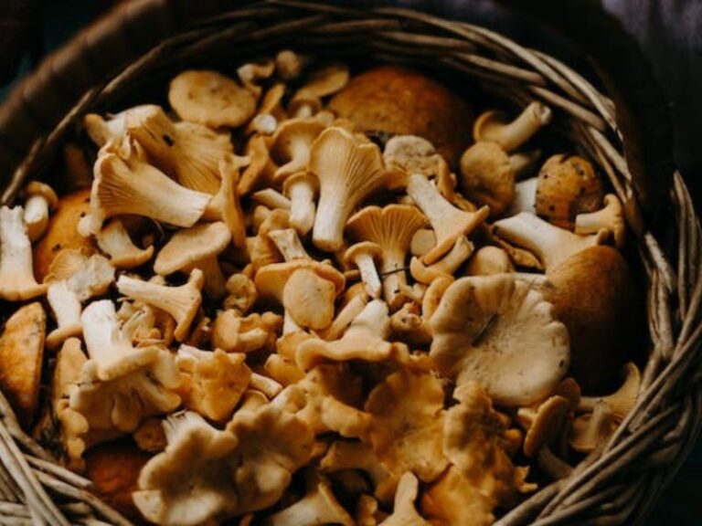 Can You Eat Oyster Mushrooms Raw