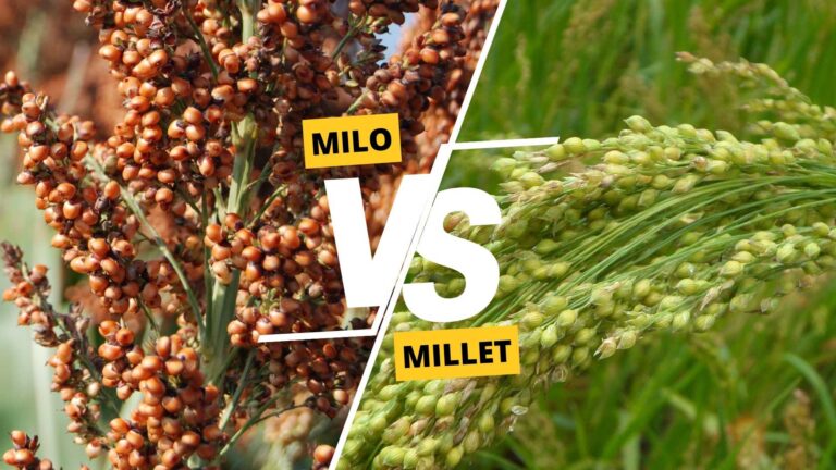 Milo vs Millet