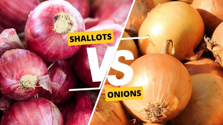 Shallots vs Onions