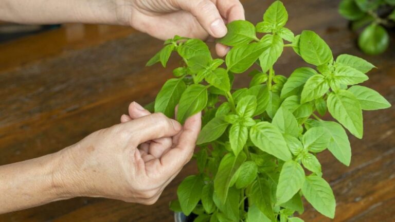 Substitutes for Basil in Cooking